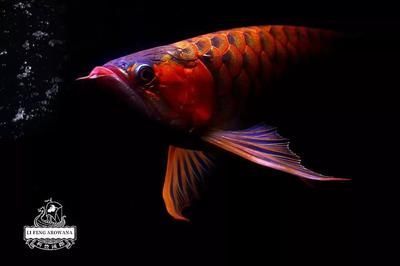 龍魚蒙眼能治好嗎：龍魚水質管理技巧，龍魚蒙眼藥物治療方案，龍魚日常護理要點 龍魚蒙眼能治好嗎：龍魚水質管理技巧，龍魚蒙眼藥物治療方案，龍魚日常護理要點 龍魚百科 第1張