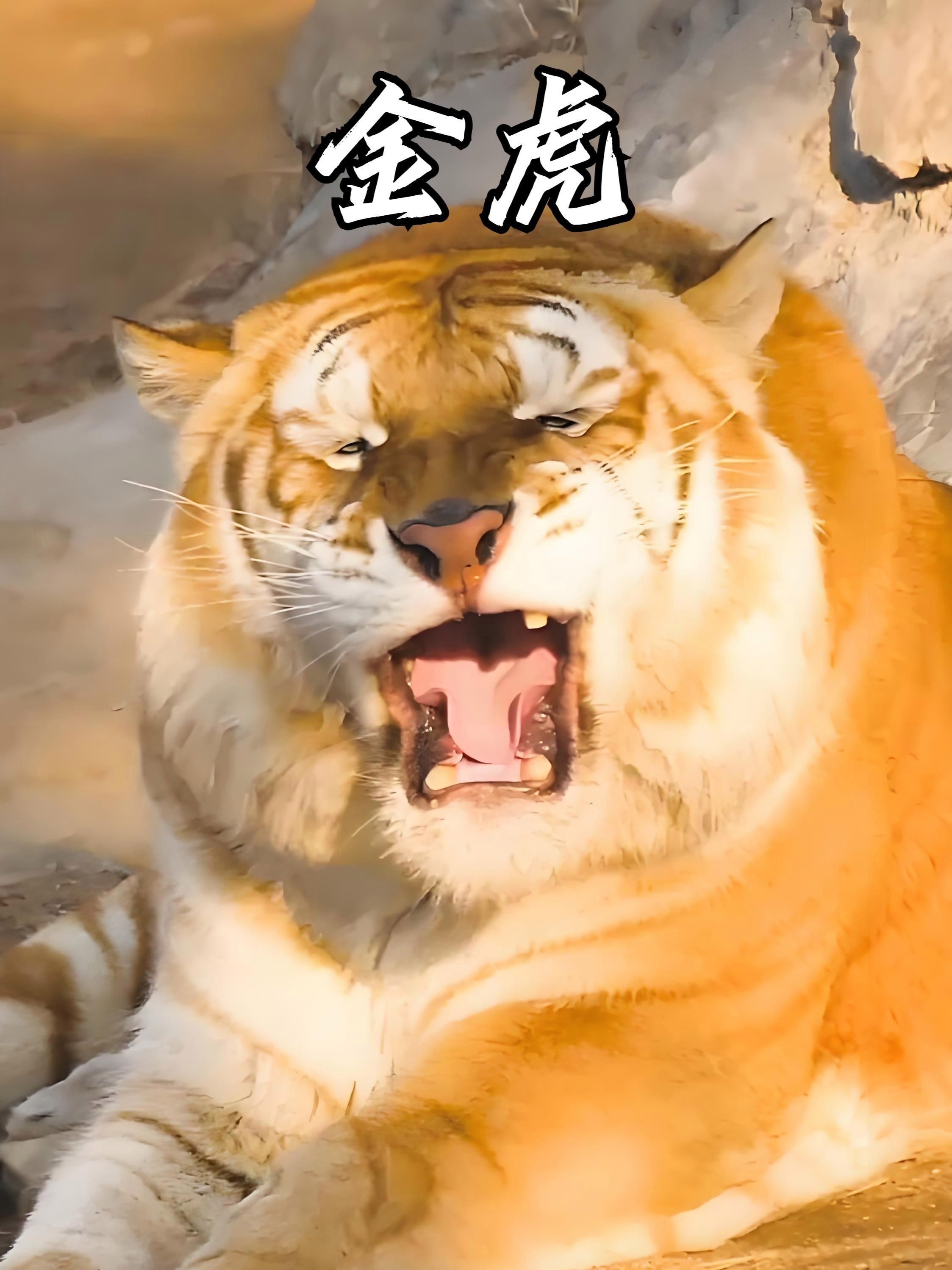 金虎哪個品種最貴