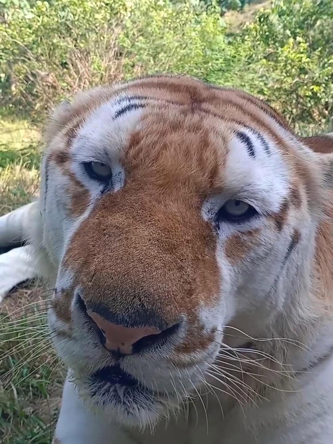 金虎哪個品種最貴