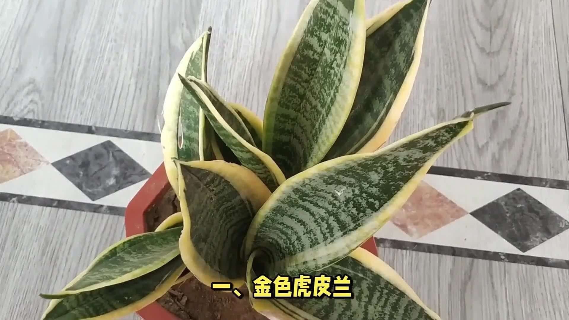 金虎哪個品種最貴