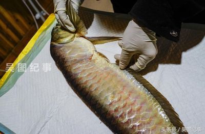 貴陽金龍魚（貴陽地區金龍魚價格） 貴陽金龍魚（貴陽地區金龍魚價格） 龍魚百科 第3張