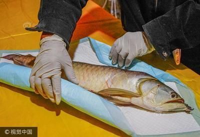 貴陽金龍魚（貴陽地區金龍魚價格） 貴陽金龍魚（貴陽地區金龍魚價格） 龍魚百科 第2張