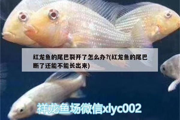 龍魚斷尾怎么處理：龍魚斷尾后如何預(yù)防感染，龍魚斷尾的嚴重程度如何處理
