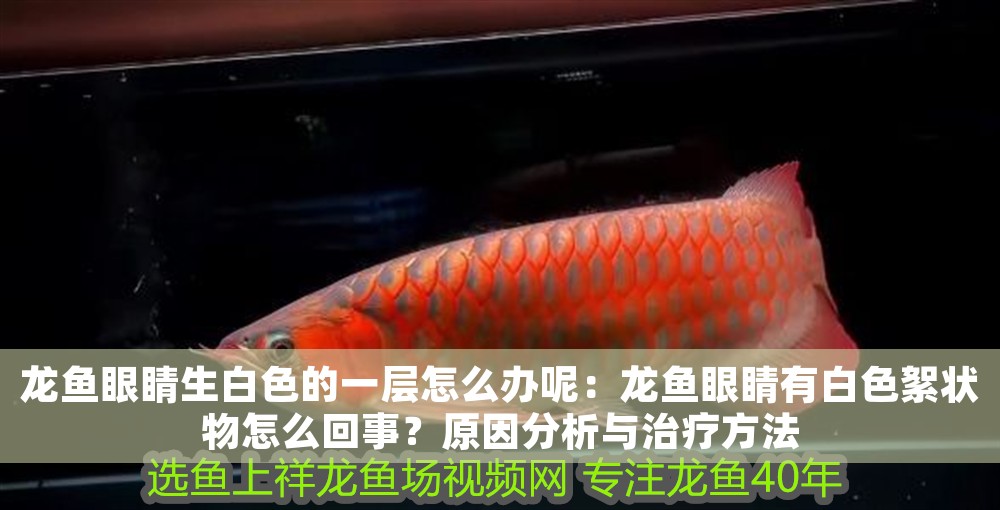 龍魚眼睛生白色的一層怎么辦呢：龍魚眼睛有白色絮狀物怎么回事？原因分析與治療方法