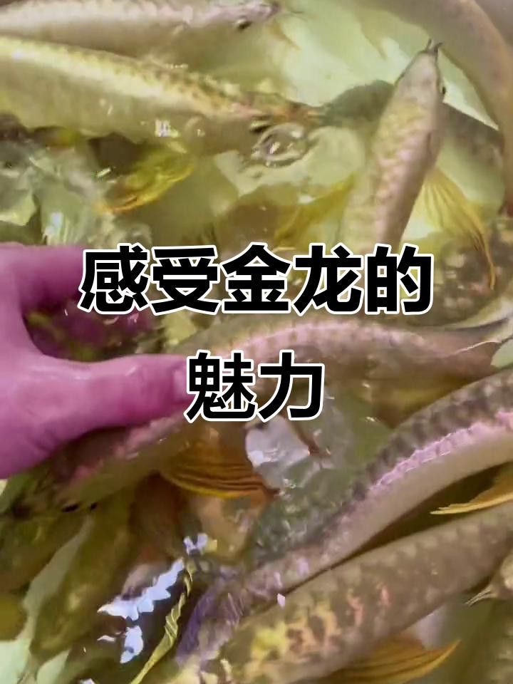 推薦幾款適合金頭金龍魚的魚缸品牌 推薦幾款適合金頭金龍魚的魚缸品牌 龍魚百科 第1張