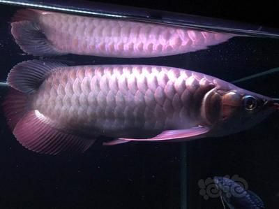龍魚用白燈出什么顏色（金龍魚在飼養過程中主要注重鱗片的爬背和金質的爬背和金質） 龍魚用白燈出什么顏色（金龍魚在飼養過程中主要注重鱗片的爬背和金質的爬背和金質） 龍魚百科 第1張