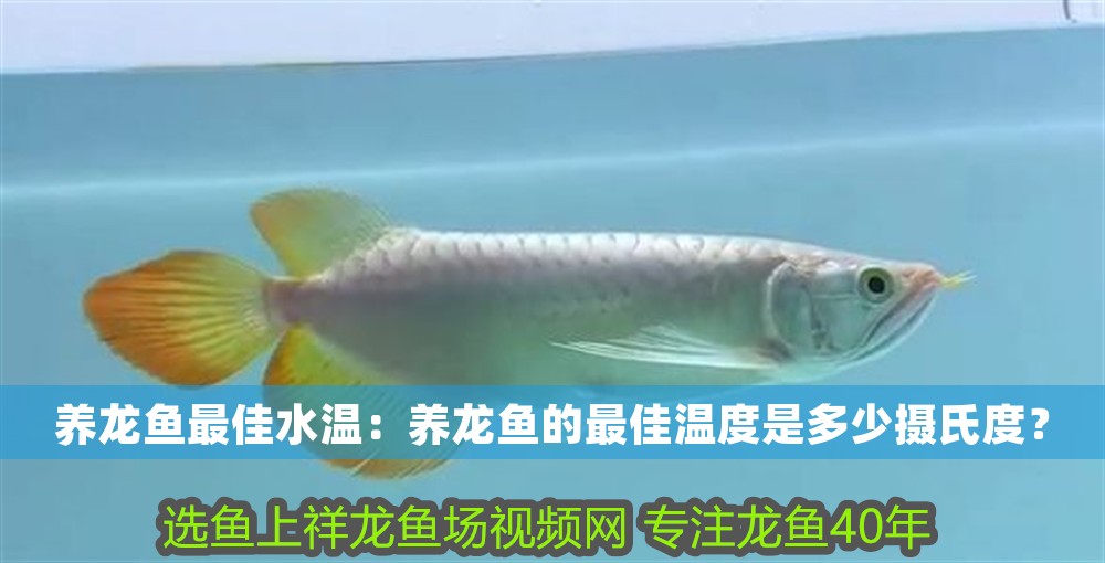 養(yǎng)龍魚最佳水溫：養(yǎng)龍魚的最佳溫度是多少攝氏度？