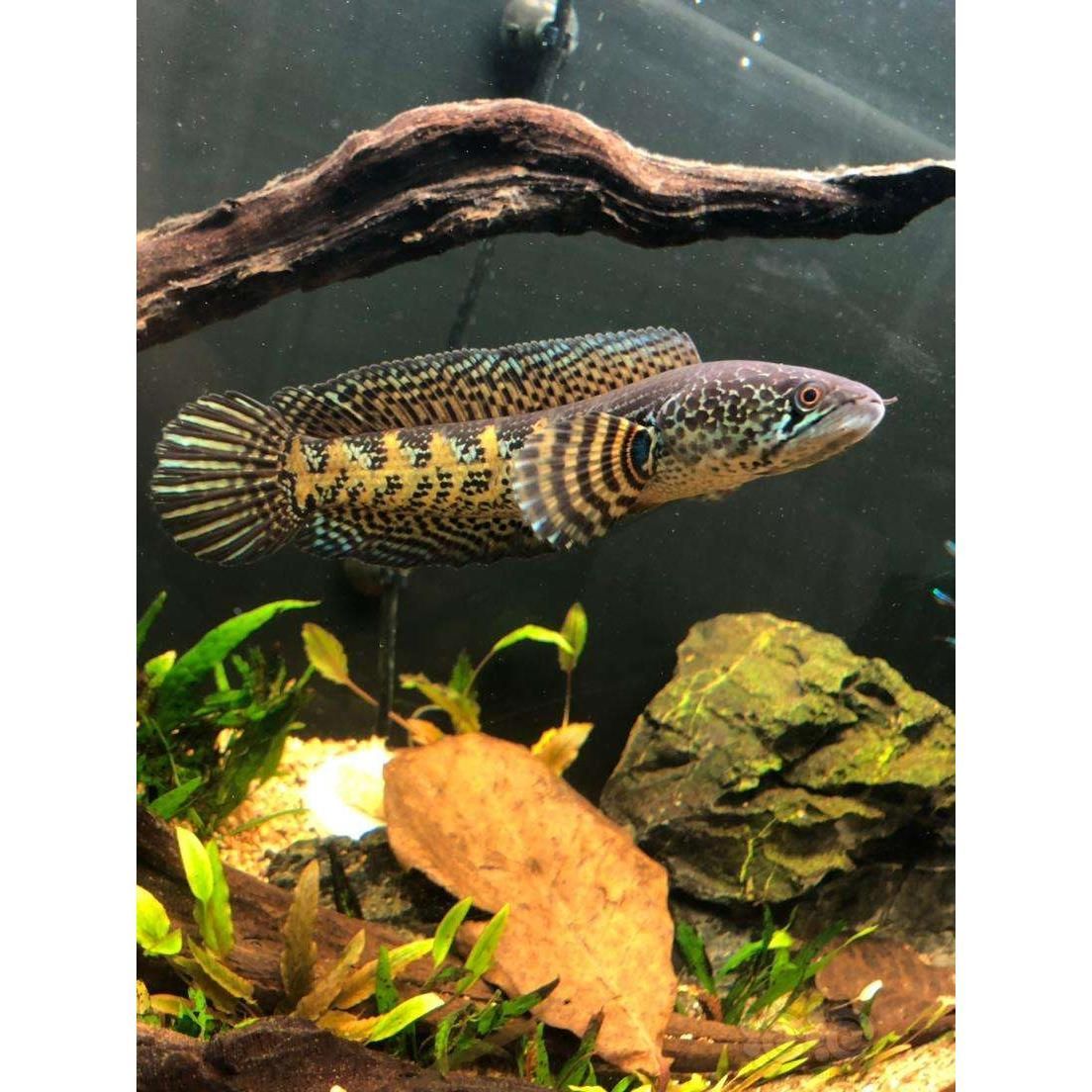雷龍魚苗好養活嗎（雷龍魚苗最佳飼養密度，如何檢測雷龍魚水質）