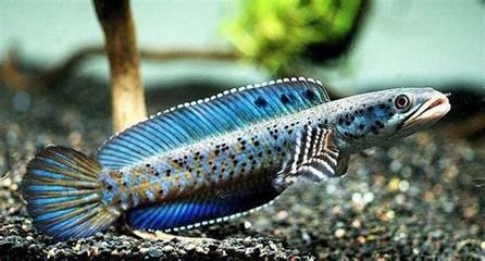 雷龍魚苗好養活嗎（雷龍魚苗最佳飼養密度，如何檢測雷龍魚水質）