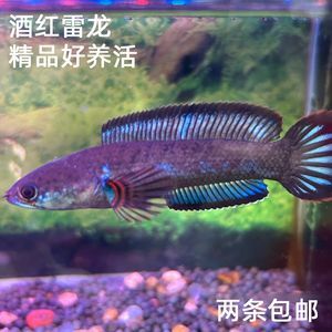 雷龍魚苗好養活嗎（雷龍魚苗最佳飼養密度，如何檢測雷龍魚水質）