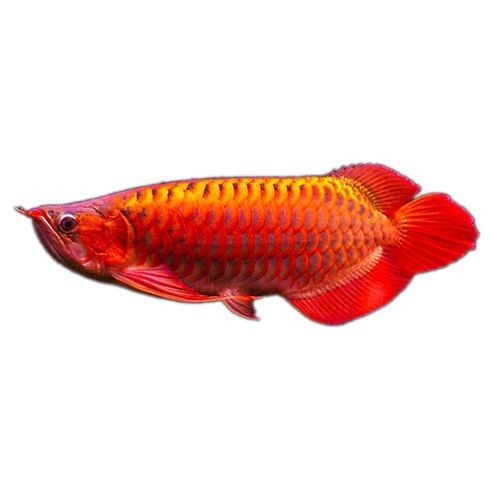 頂級紅龍魚品牌有哪些名字大全及圖片