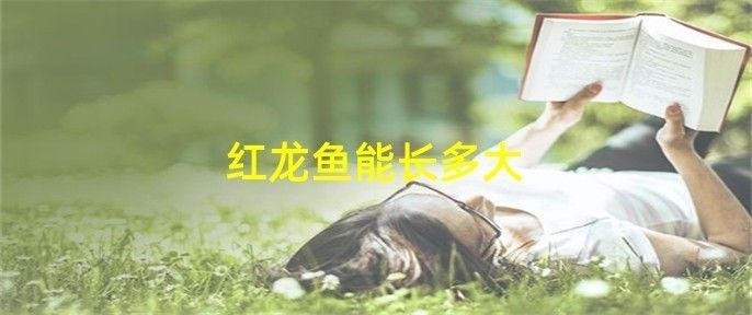 紅雪蓮紅龍魚(yú)能長(zhǎng)多大：紅龍魚(yú)生長(zhǎng)潛力主要取決于品種、飼養(yǎng)環(huán)境和飼養(yǎng)方式等因素