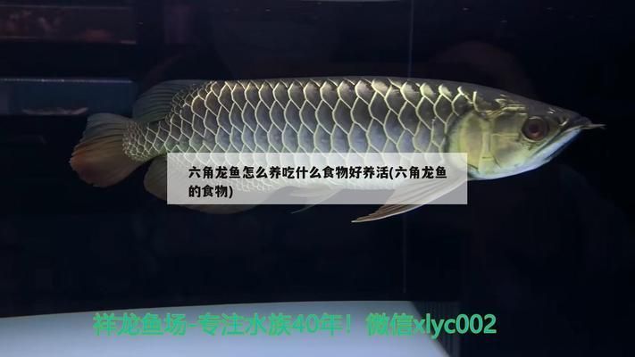 六角龍魚喂什么吃：六角龍魚吃什么食物好得快