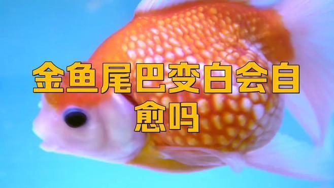 金魚得了白點病會自愈嗎？