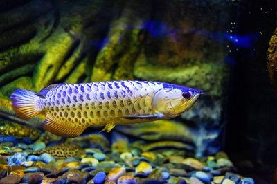 野生金龍魚吃什么食物：野生金龍魚吃什么食物野生金龍魚吃什么食物