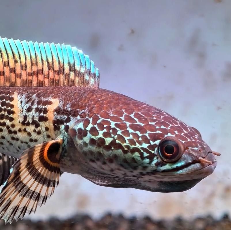 雷龍魚價格表圖片大全