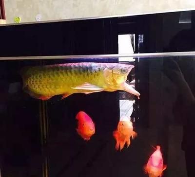 龍魚體色變淡的原因：龍魚體色變淡可能由多種因素引起龍魚體色變淡可能由多種因素引起