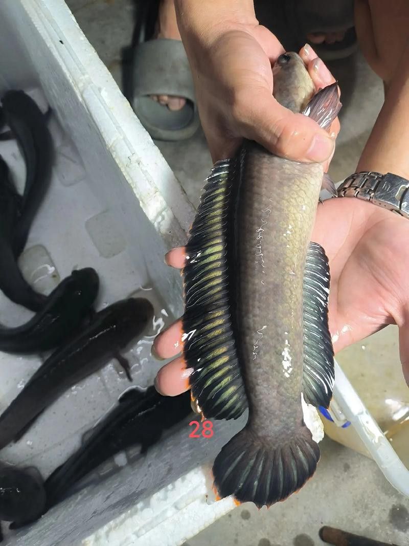 彩虹雷龍魚圖片大全大圖