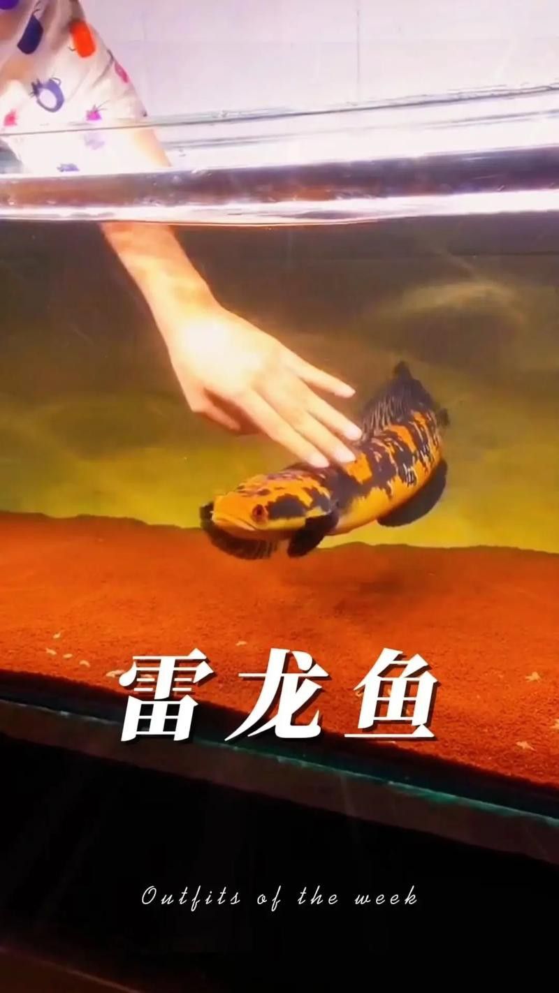 彩虹雷龍魚圖片大全大圖