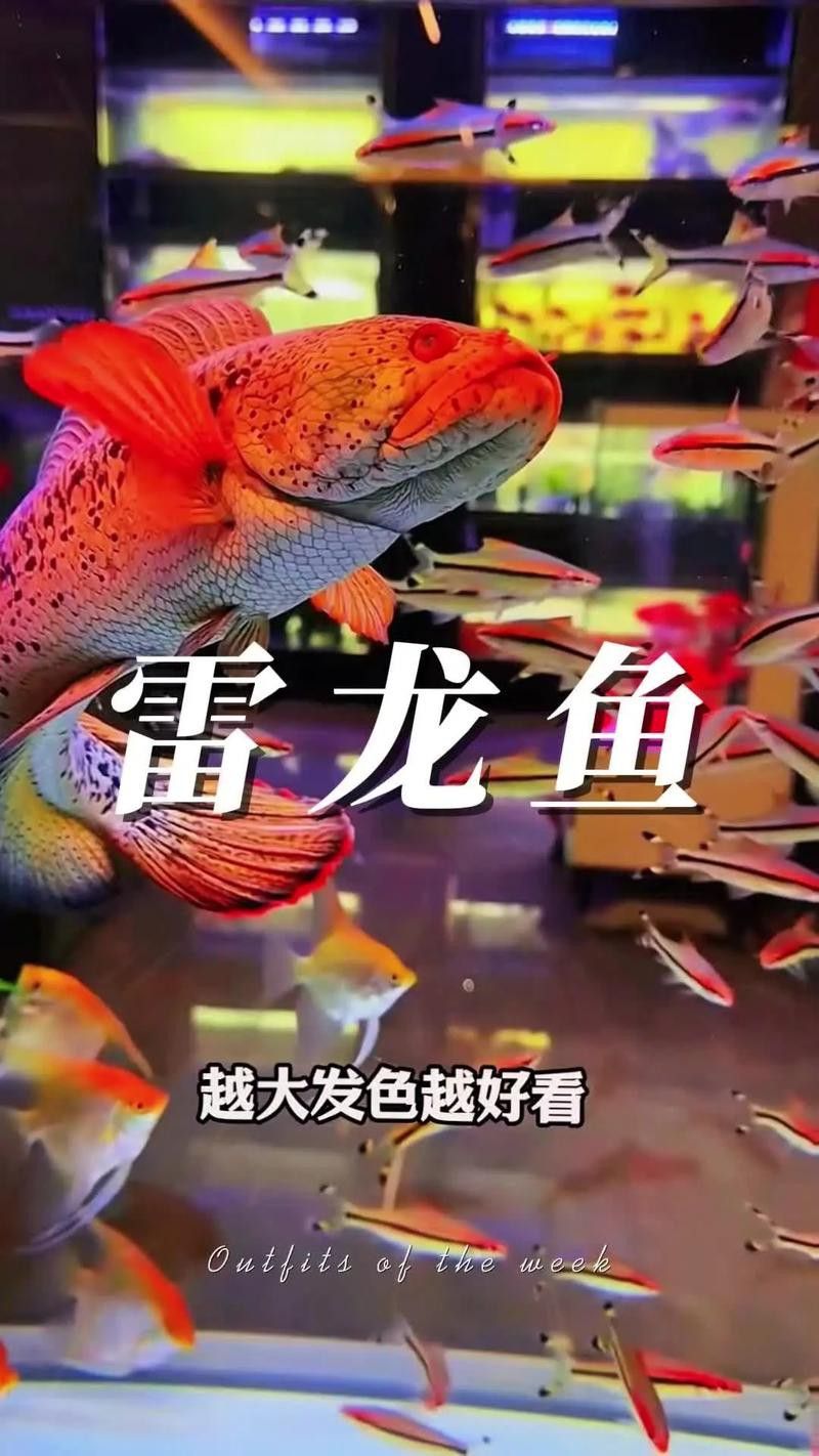 彩虹雷龍魚圖片大全大圖