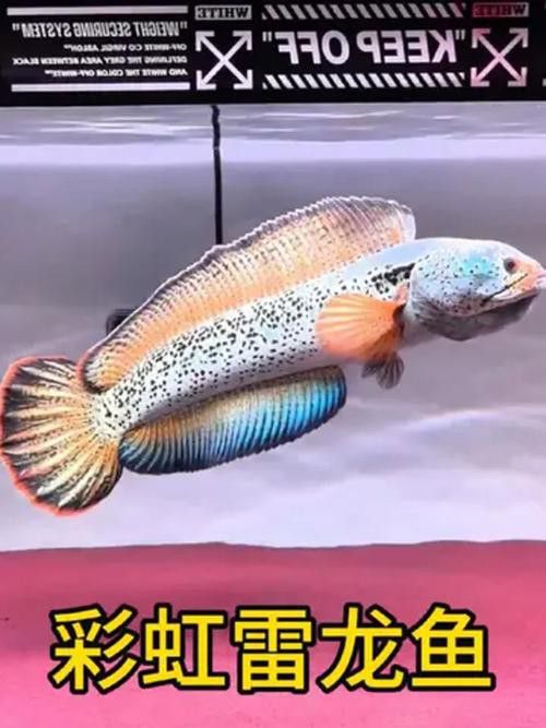 彩虹雷龍魚圖片大全大圖