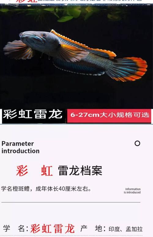 彩虹雷龍魚圖片大全大圖