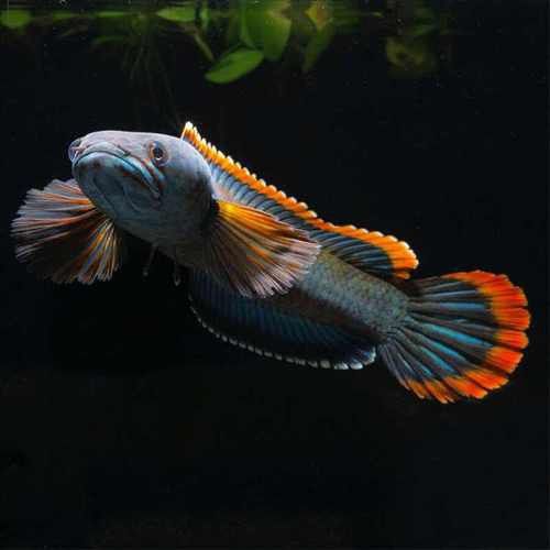 彩虹雷龍魚圖片大全大圖