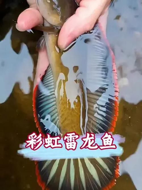 彩虹雷龍魚圖片大全大圖