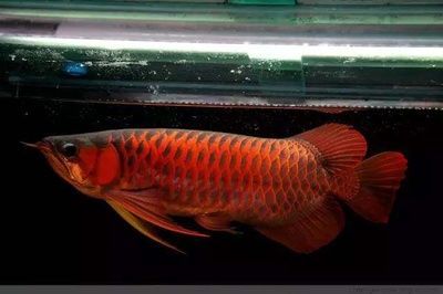 龍魚可以隨便養嗎：養龍魚是否隨意