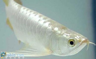 白金龍魚(yú)多少錢(qián)一條？（白金龍魚(yú)多少錢(qián)一條）