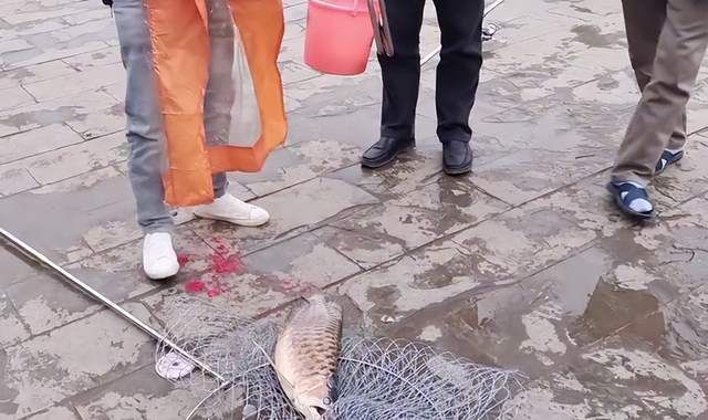 野生金龍魚(yú)生長(zhǎng)在哪些流域？：世界第一金龍魚(yú)原產(chǎn)地金龍魚(yú)分布在哪些地區(qū)分布在哪