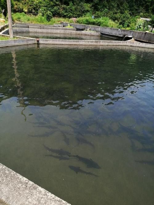 河源鱘龍魚生長環境圖片介紹