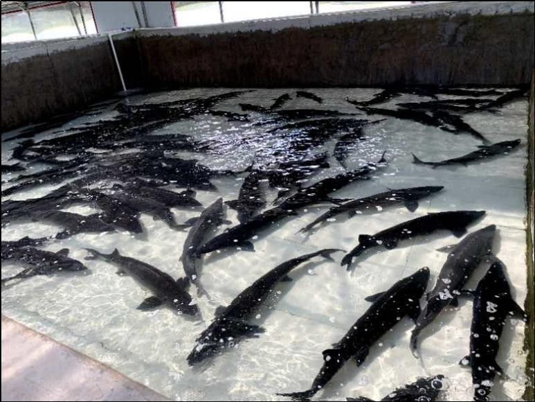 河源鱘龍魚生長環境圖片介紹