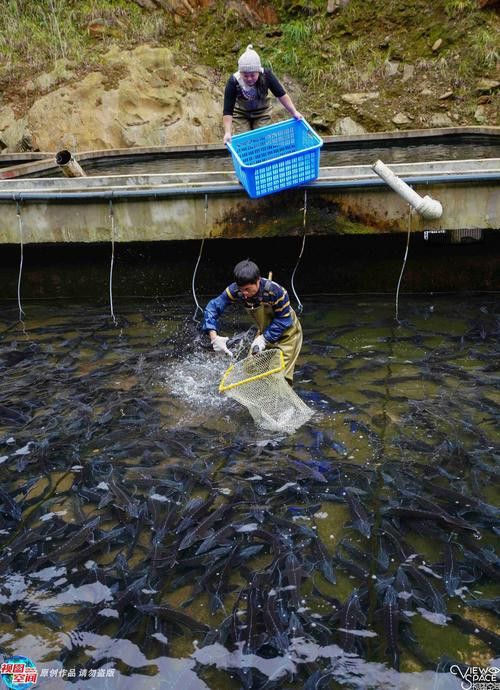 河源鱘龍魚生長環境圖片介紹