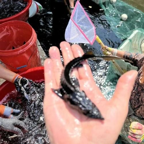 河源鱘龍魚生長環境圖片介紹