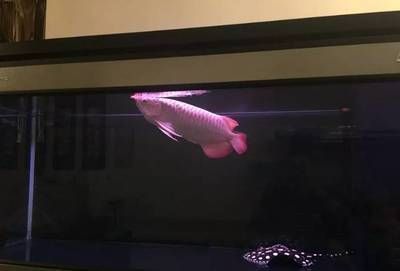 龍魚缸最佳溫度（夏季龍魚養護注意事項龍魚換水溫差控制方法）