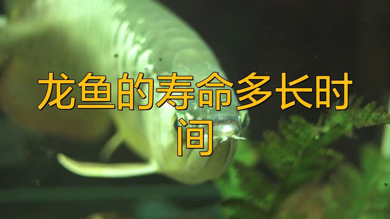 龍魚的壽命多長時間
