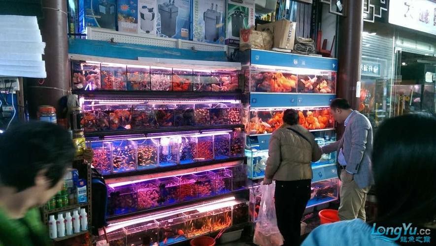 廣州哪里是批發龍魚的市場啊圖片