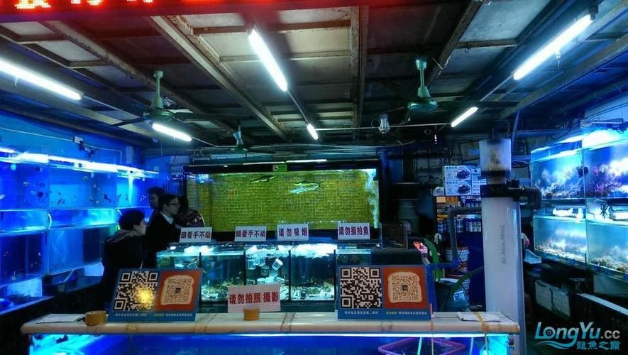 廣州哪里是批發龍魚的市場啊圖片