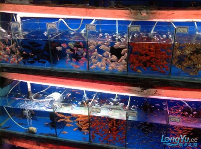 廣州哪里是批發龍魚的市場啊圖片