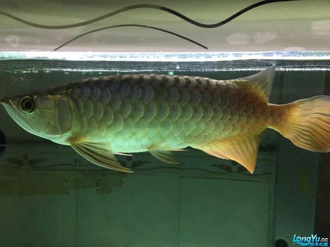 廣州哪里是批發龍魚的市場啊圖片