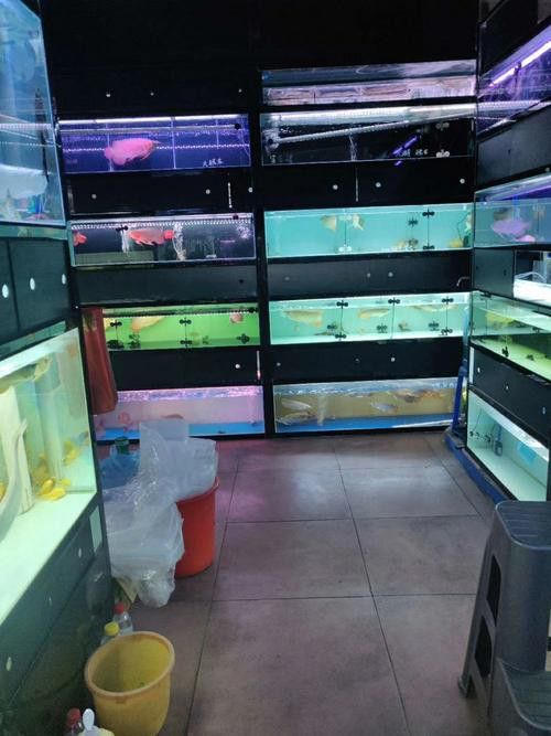 廣州哪里是批發龍魚的市場啊圖片