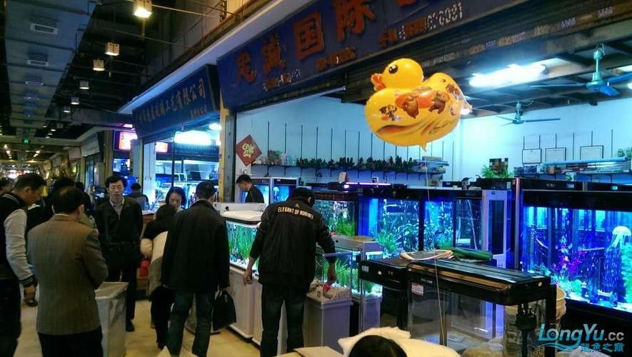 廣州哪里是批發龍魚的市場啊圖片