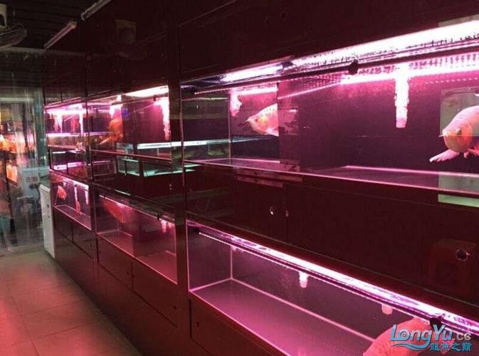 廣州哪里是批發龍魚的市場啊圖片