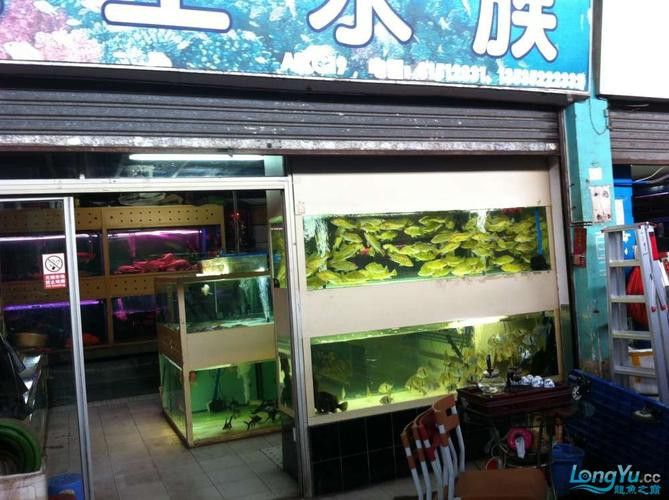 廣州哪里是批發龍魚的市場啊圖片