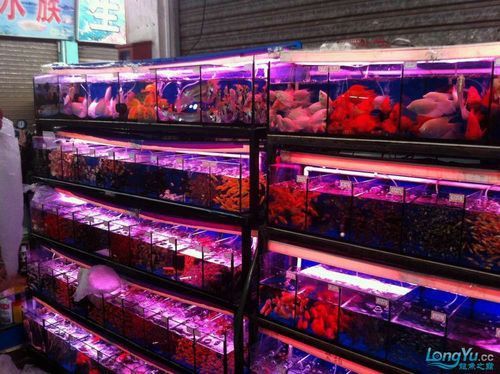 廣州哪里是批發龍魚的市場啊圖片