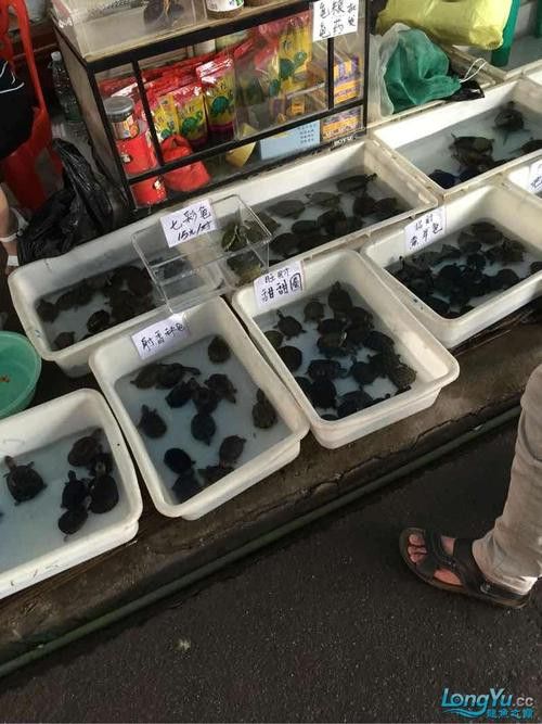 廣州哪里是批發龍魚的市場啊圖片