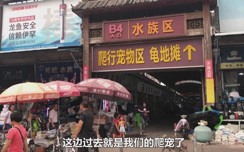 廣州哪里是批發龍魚的市場啊圖片
