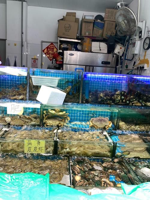 廣州哪里是批發龍魚的市場啊圖片