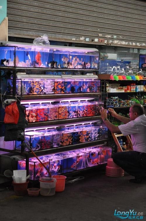 廣州哪里是批發龍魚的市場啊圖片